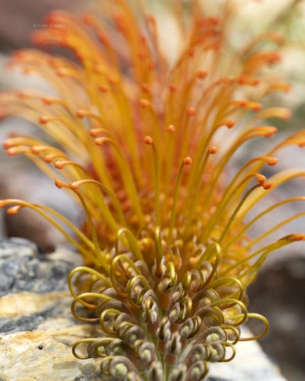 Close-up photo of a Grevillea 'Orange Wow' flower head. Grafted hybrid in the garden at Corunna, New South Wales - February, 2023.