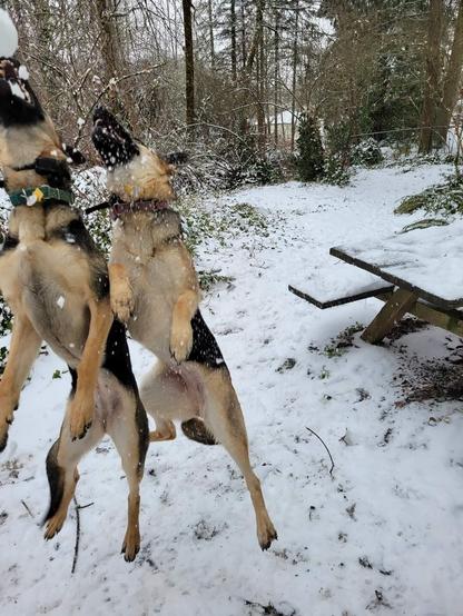 Two German shepherds jump in the air for a snowball