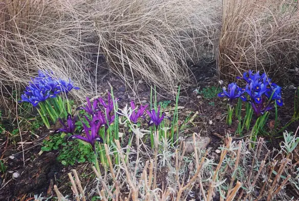 Irissen, paars en felblauw, achtergrond uitgebloeide siergrassen, voorgrond gesnoeide lavendel