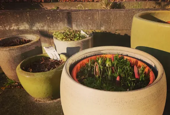 Tulpen (rood) in een losse bak die opkomen, daarachter losse bakken met net gesnoeide kruiden (munt, bieslook, marjolein)