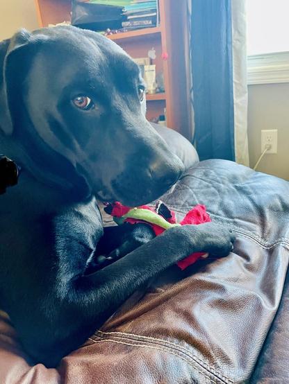 Large black shorthair labradane dog laying upright on a worn brown leather loveseat with a red and green unstuffy held in his front paws. He is looking toward the camera.