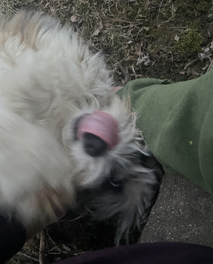 Fuzzball being scratched and sticking out her tongue