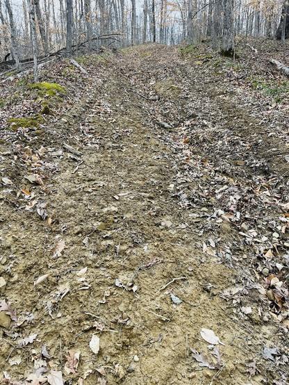Bare soil on a steep forested slope, with a gully forming a few months after selective logging