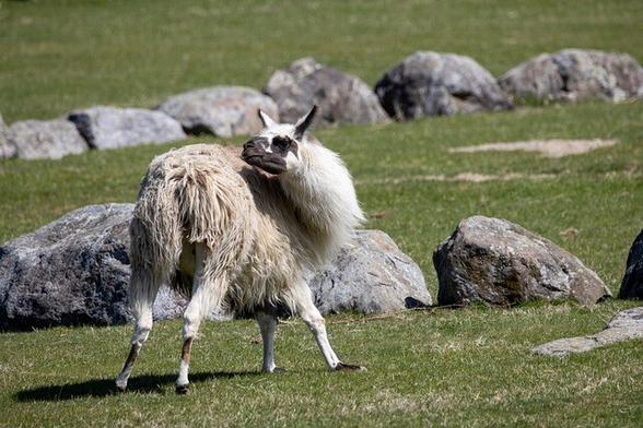Viking llama disguised as a regular llama