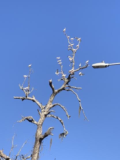 Dead tree full of ibises good morning