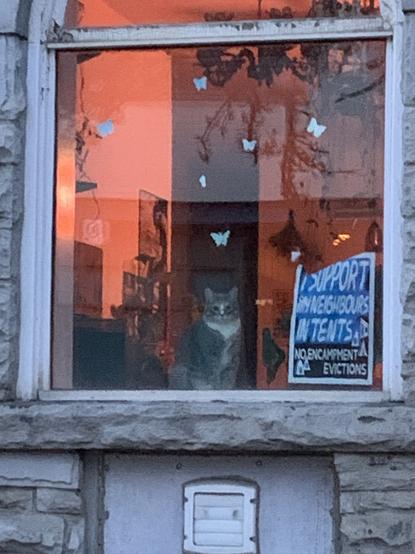 Cat in a window staring out
