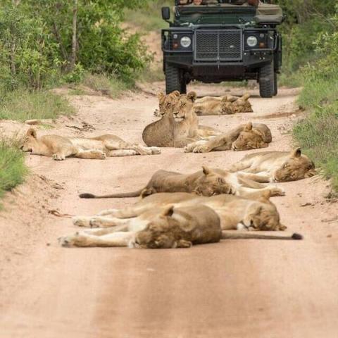 many lions lay resting on a dirt road in front of four-wheel vehicle