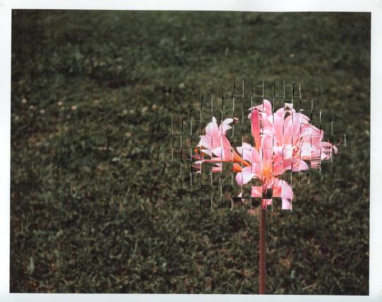 Photo of pink flowers with a section of the photo featuring weaving so that section has the appearance of being pixelated.