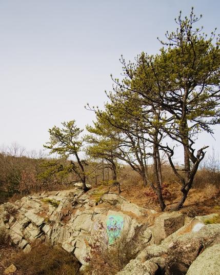 An abandoned quarry appears below and left of a line of pitch pines.