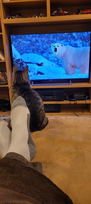 Small gray tabby cat watching polar bear on tv