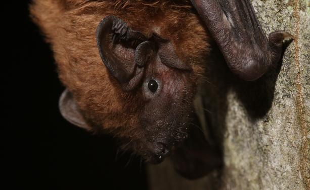 Portrait of a bat sitting on the tree bark.