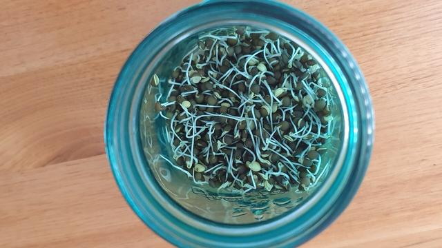 Sprouted lentils in a green glass jat, looking through the opening. On wooden dining table.