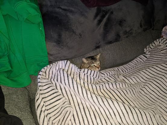 Loki looked cold, gave him some covers and doubt he'll move again tonight.