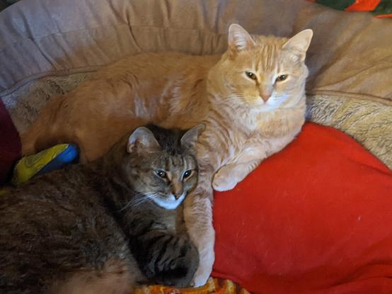 Jade and her big sister Baby in Chaos' dog bed because why not right.