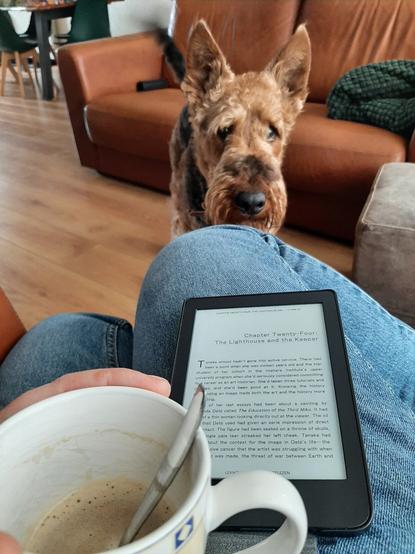 An airedale terrier stares at me (the camera) while I sit. An ereader is in my lap and I hold a cup of coffee in my left hand.