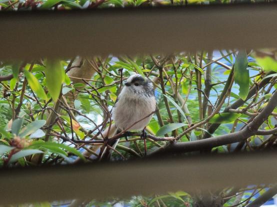Coal Tit striking a pose.