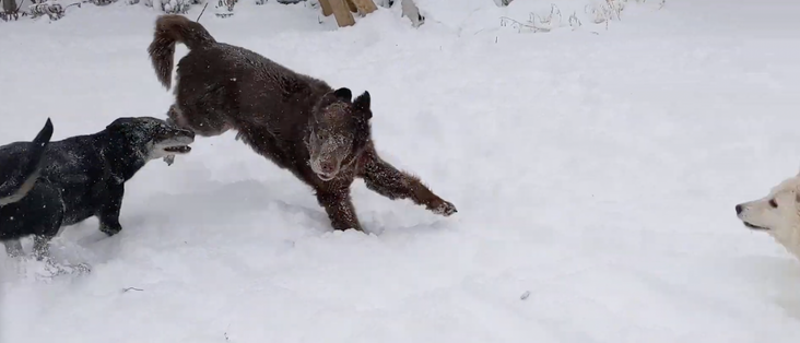 screenshot of video, there are two dogs on the left, one is about to attack the other, and on the right is a partial head of another dog