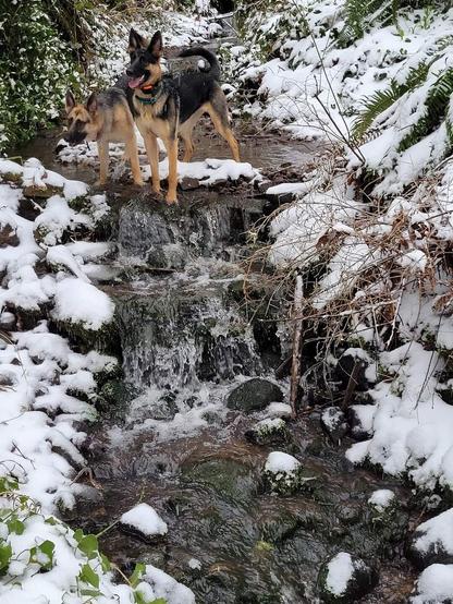 Two German shepherds enjoy a "cool down" in a snowy creek.