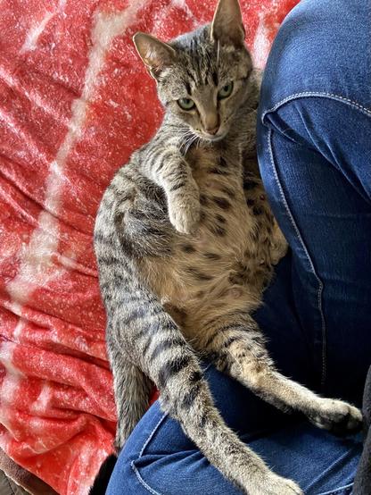 A very young and very pregnant tabby cat laying on her back and looking at the camera. Her tummy is huge and round compared to her dainty features. She’s laying half on a person’s blue Jean clad legs and half on a red blanket.