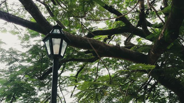 Picture of a vintage metal light post against the backdrop of thick branches of a large tree
