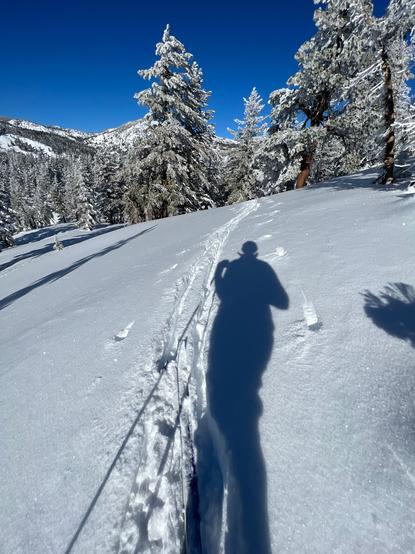 A shadow of me in a forested snow covered landscape with cross country ski tracks in the snow. The sky is perfectly clear.