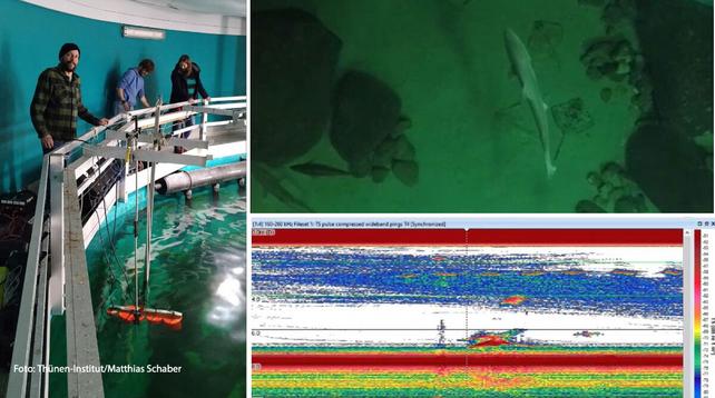 Auf dem linken Bild stehen Forschende an einem Wasserbecken. Auf dem Bild rechts oben ist ein Dornhai im Meer zu sehen. Rechts unten wird eine hydroakustische Messung dargestellt.