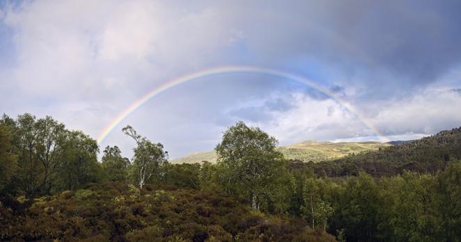 rainbow over trees in the Caledonian Forest, Glen Affric