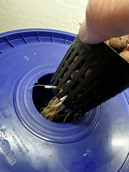 Photo show roots growing out of a plastic net pot. Roots are white and fuzzy. These are air roots. Plant is in net pot growing in a 5 gallon bucket in a Kratky hydroponic setup.