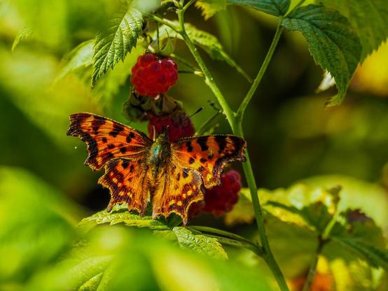 Ein orange-brauner Schmetterling sitzt mit ausgebreiteten Flügeln an einem Himbeerstrauch und nascht von einer Himbeere. 

An orange-brown butterflyfish on a raspberry bush feasting on a raspberry.