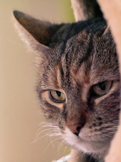 Nahaufnahme einer getigerten Katze, die aus einer Katzenhöhle rausträumt.
