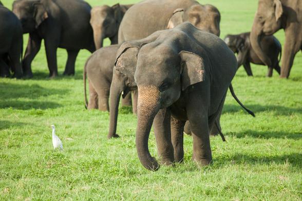 Young elephants in a herd on grass in Sri Lanka