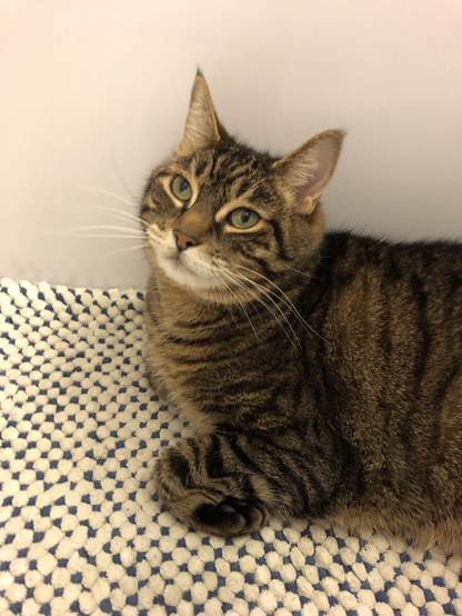 Photo of my tabby Pip by Jan Arzooman