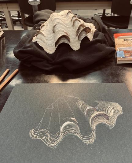 Clamshell in background and unfinished drawing of clamshell in foreground.