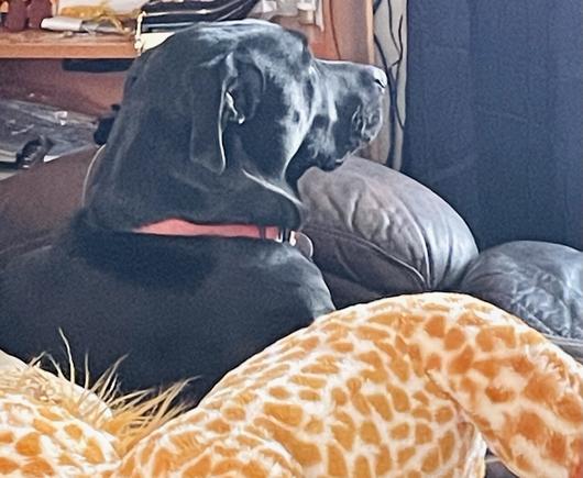 Large black shorthair dog relaxing on loveseat while looking out front window across room. He’s laying beside a large stuffed giraffe. He has a red collar on.