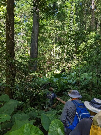 A very overgrown trail in the rainforest at the location of the  abandoned Carrai copper and silver