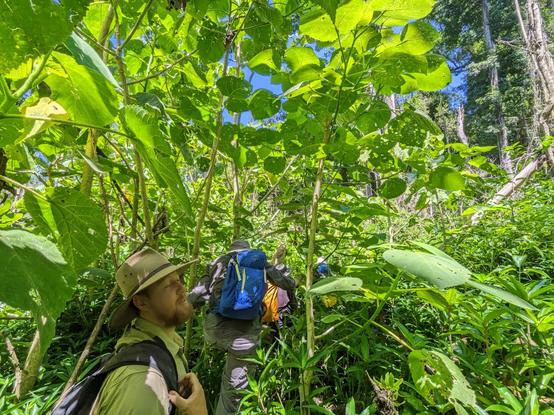 Walking through some stinger trees