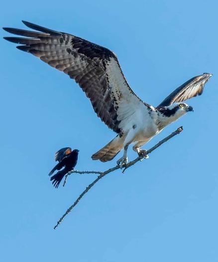 A large bird flying with a branch in its talons, sitting on the branch is a smaller bird hitching a ride