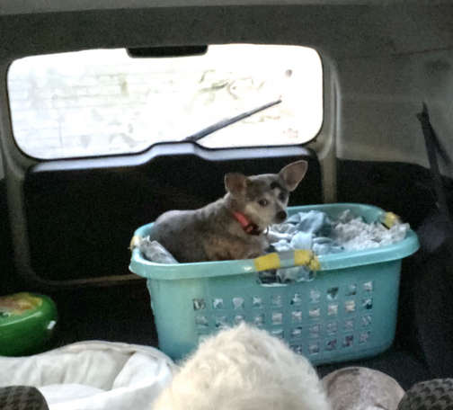 Small dog with big ears in a laundry basket of bed linens in the back of a car.