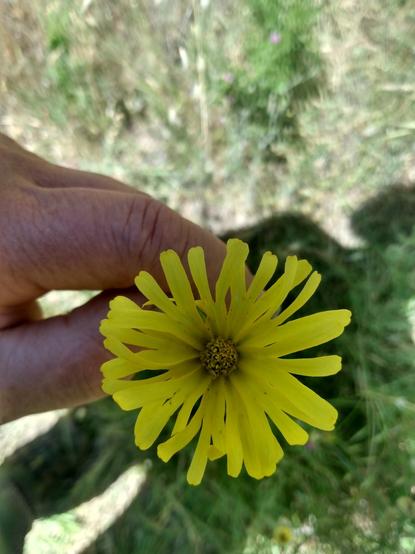 Madia Eleganse, beautiful yellow many rayed flower. Ca native plant with highly nutritious seeds, comparable to almonds. My grubby hand holds the flower.