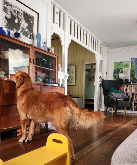 A dog stares at her own reflection in a dresser cabinet. She is curious and her tail is wagging slightly. She stands on a wooden floor. There is a bright yellow footstool in the foreground.