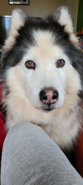 A white-faced husky with brown eyes and a pink nose stripe staring straight at the camera while standing with her chest resting against her human's knee.