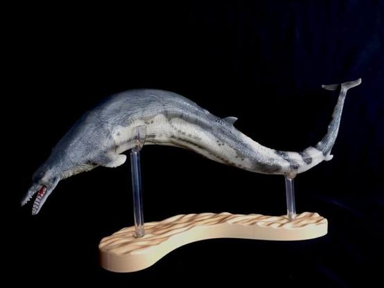 A long-bodied prehistoric whale Basilosaurus model by PNSO