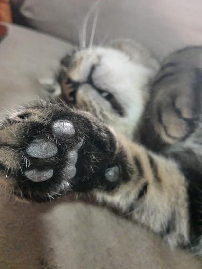 A dark grey tabby laying on the couch. Most of the cat is blurry because his front paw is in focus in the foreground. This is Pax, and he's showings off his grey toebeans