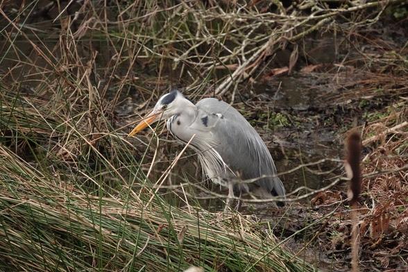 Grey Heron next pond at Wooler Common in the Cheviots, Northumberland, England