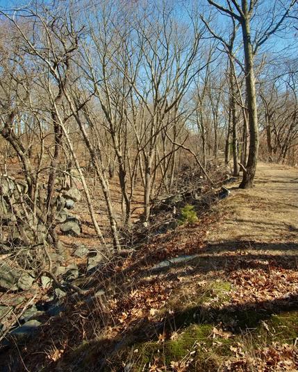 A wide trail runs atop a curving platform about 5 to 10 meters above the terrain. Though it is wooded, there are no large, mature trees because this was a quarry site. The platform was likely an access to higher quarries, possibly a railbed. My photo.