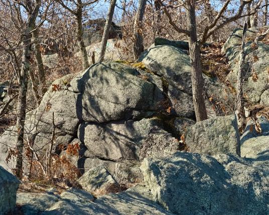 Young woodland covering recent quarry site, dominated by oaks on this outcrop of Quincy Granite. My photo.