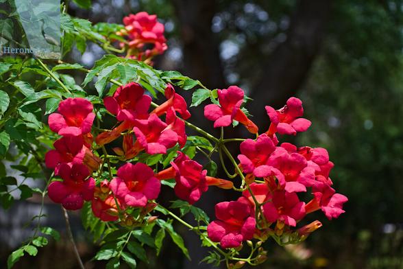 Many bold, red, trumpet shaped flowers on the branches of a vine.