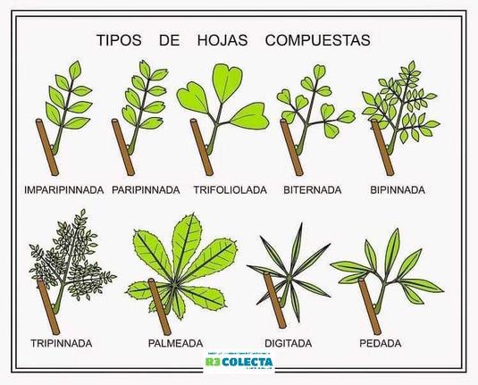 LAS HOJAS COMPUESTAS