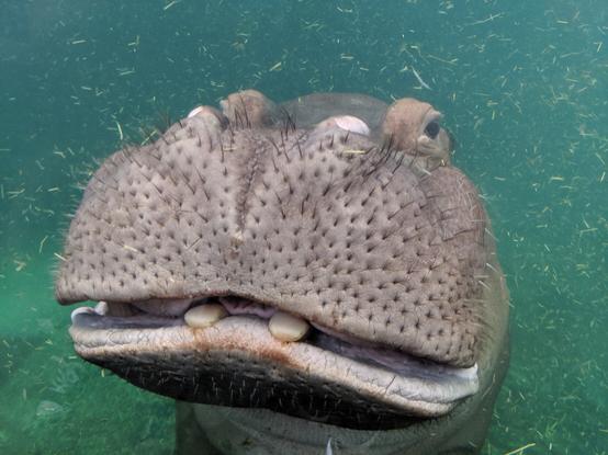 A hippopotamus underwater through plexiglass. He's staring at the camera with his mouth slightly open showing his two front teeth.