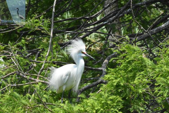 A photograph of a white snowy egret with a red patch around its eyes and over its beak. Its feathers a long and crest like an animals mane. The bird is surrounded by tree branches and leaves.